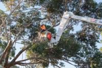 Horizon Tree Service image 2